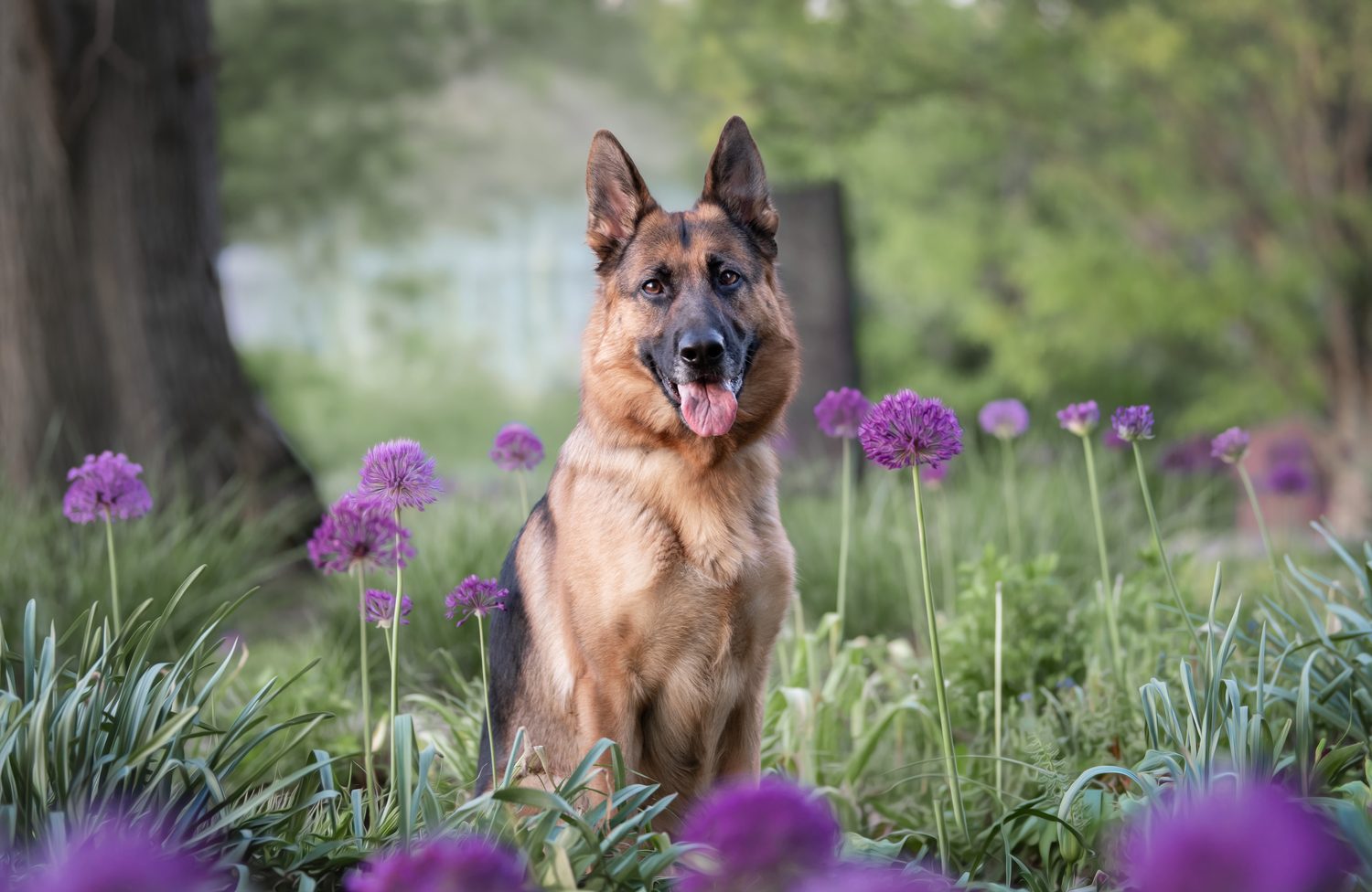 Fine art dog portrait among flowers