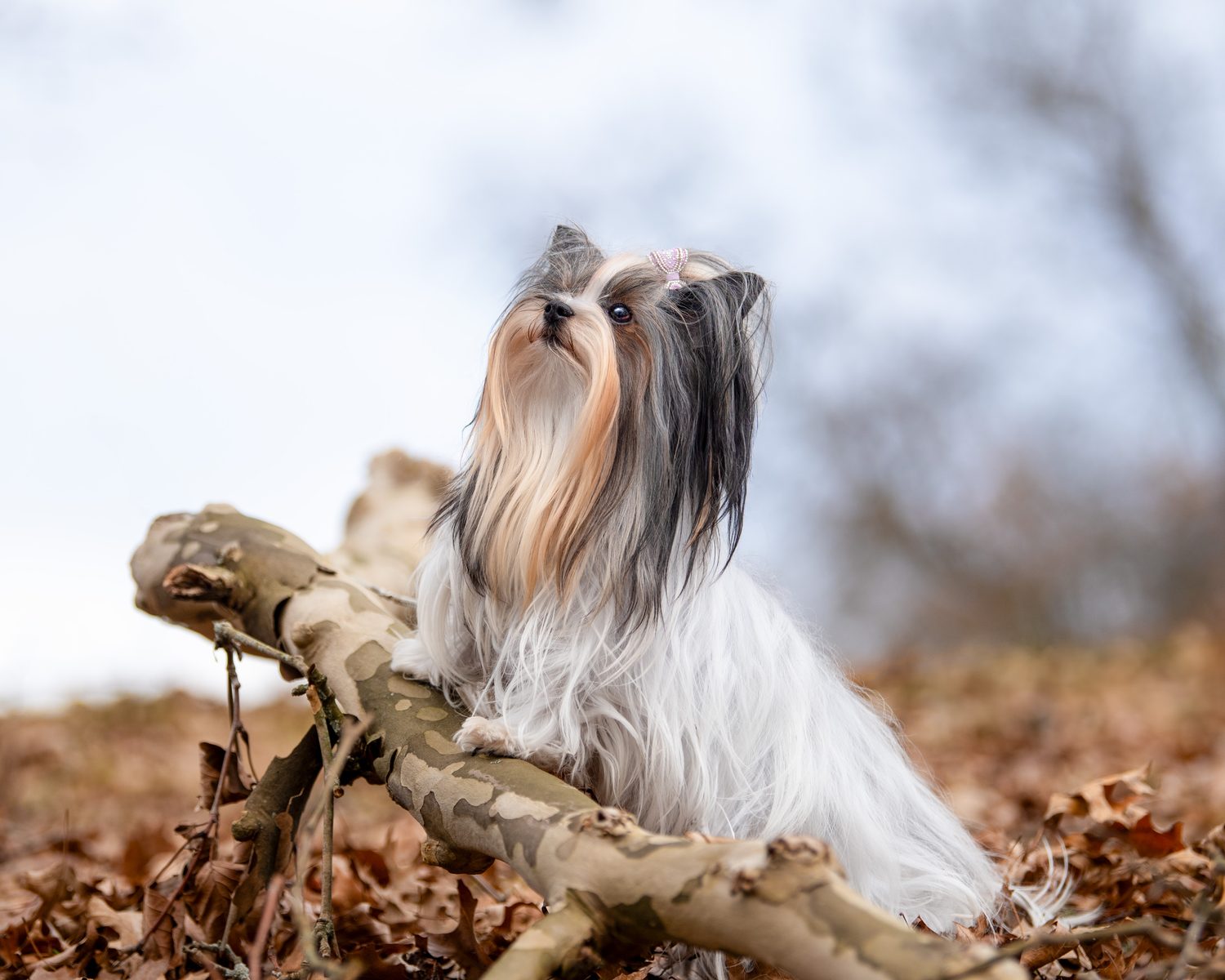 Fine art portrait of a small dog, Ohio Valley