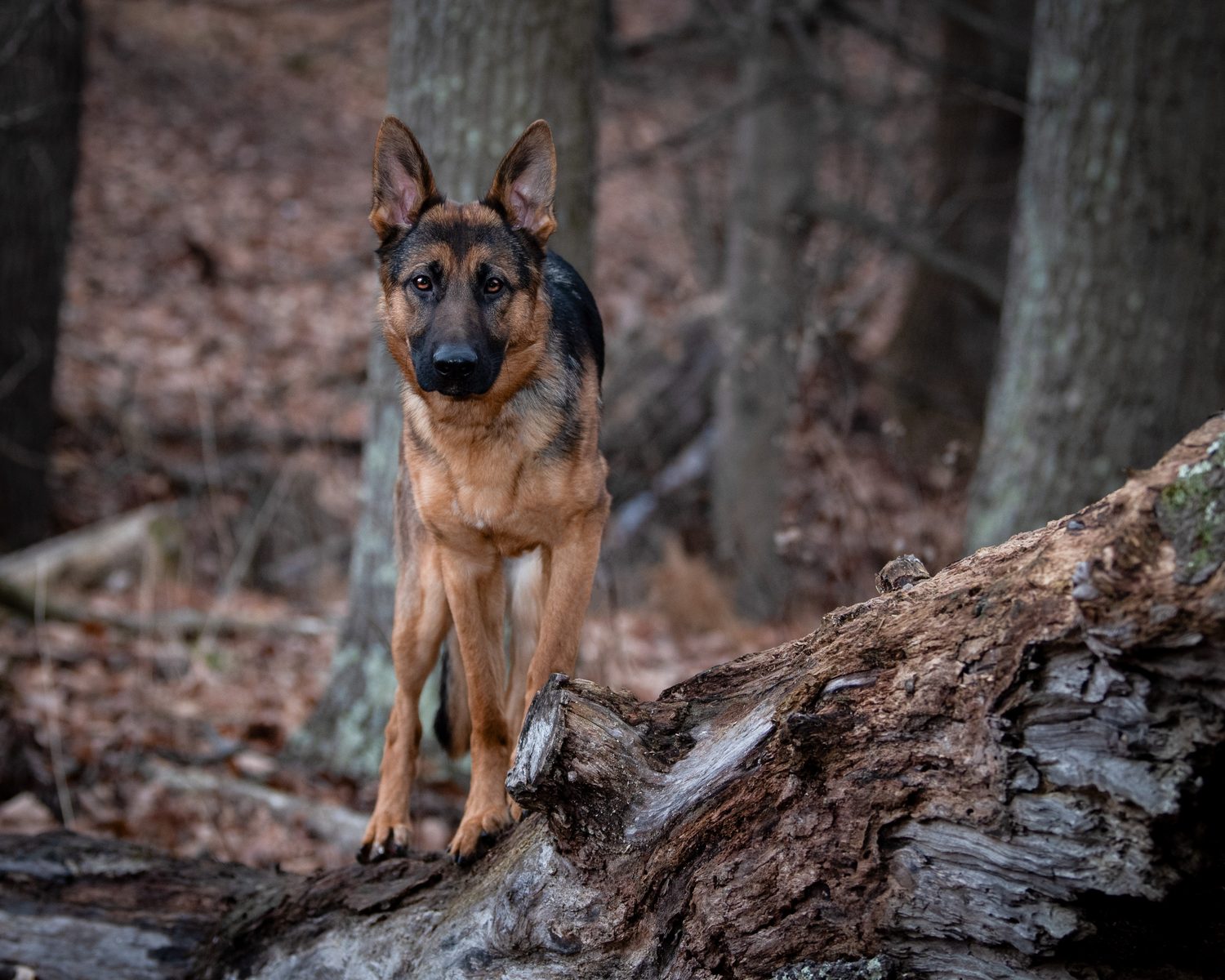 Fine art dog portrait outdoors